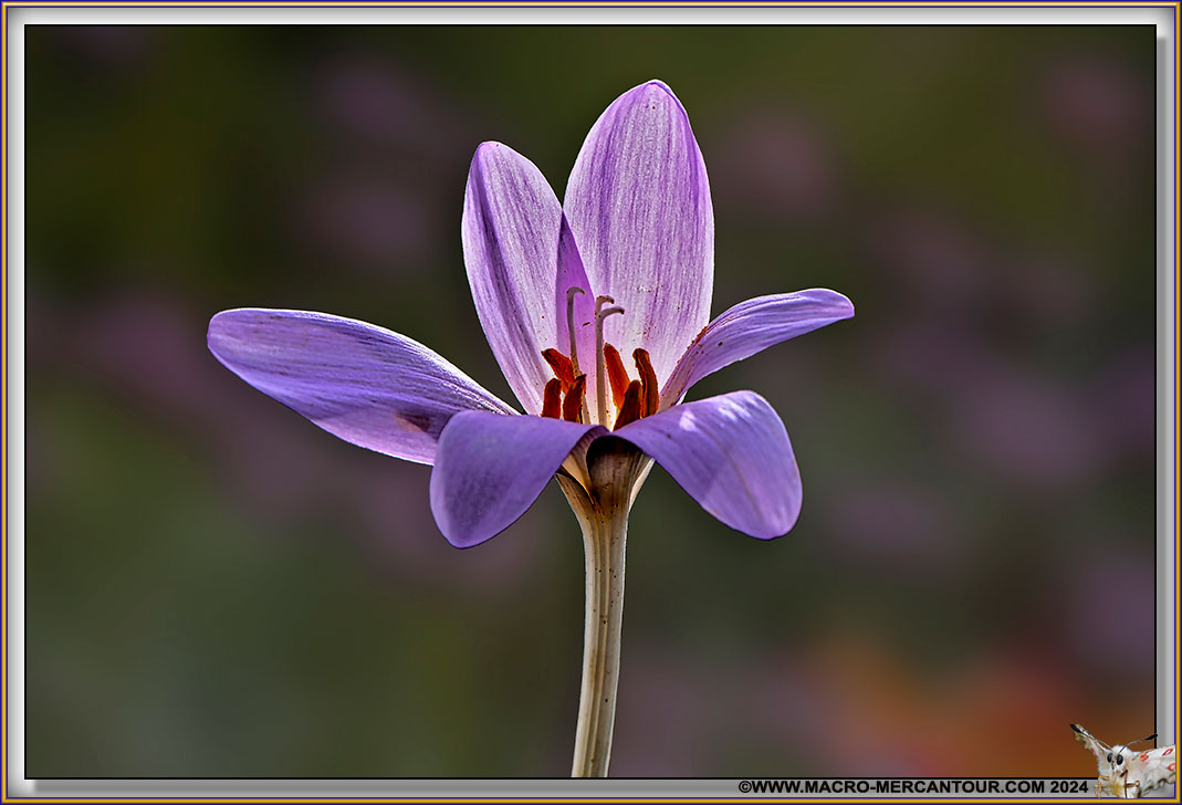 Colchiques